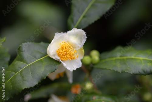 お茶の花