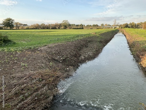 View with tree trunk with roots lying on field at bank Wapienica River covered with Sakhalin knotweed - month after flood in Czechowice - Dziedzice in Poland in 2024. photo