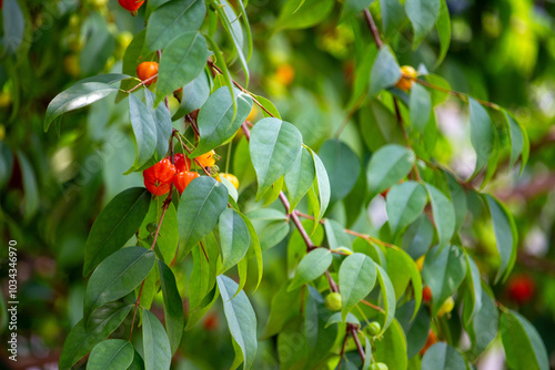 Pitanga (eugenia uniflora) é o fruto da pitangueira, dicotiledônea da família das mirtaceae.
