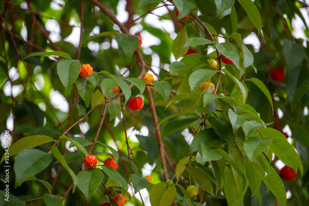 Φωτογραφία Pitanga (eugenia uniflora) é o fruto da pitangueira, dicotiledônea da família das mirtaceae