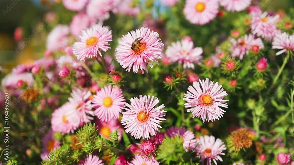 Lots of bees gathering pollen from light pink chrysanthemum flowers. Beeskeeping industry, relaxing buzzy sound. Utility insects. Garden close up. High quality FullHD footage Lots of bees gathering pollen from light pink chrysanthemum flowers. Beeskeeping industry, relaxing buzzy sound. Utility insects. Garden close up. High quality FullHD footage