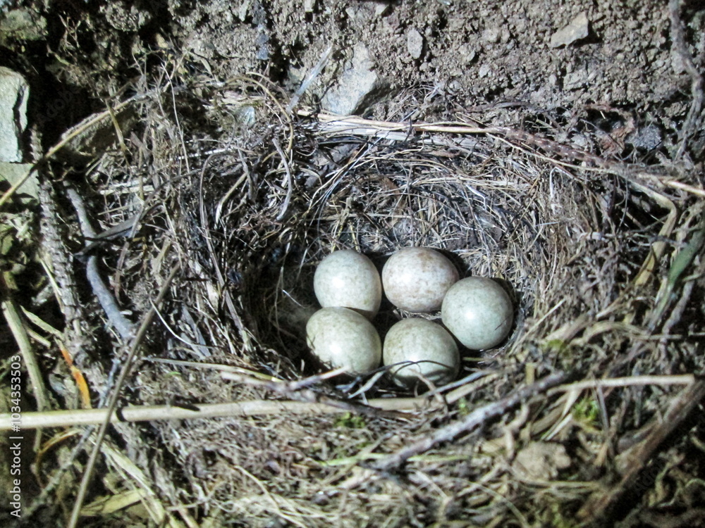 Obraz premium A bird's nest with eggs in the evening light