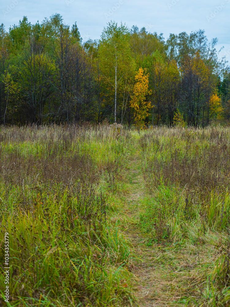 autumn landscape field trees grass autumn landscape field trees grass