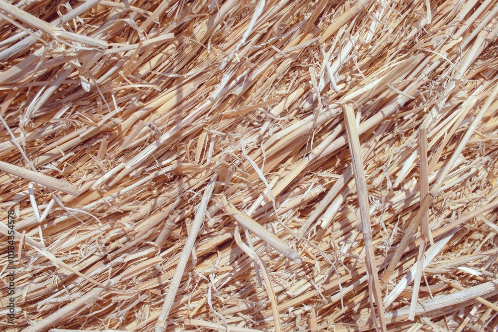 Wheat dry straw texture background, beveled wheat, cereal crops, top view Wheat dry straw texture background, beveled wheat, cereal crops, top view