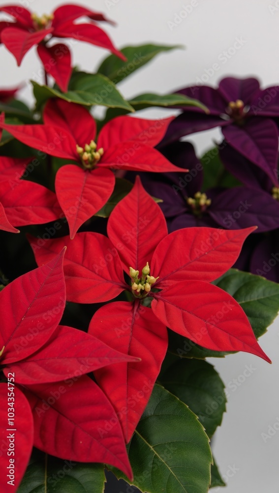Lush vibrant winter arrangement featuring bright red and deep purple poinsettias with glossy holly leaves