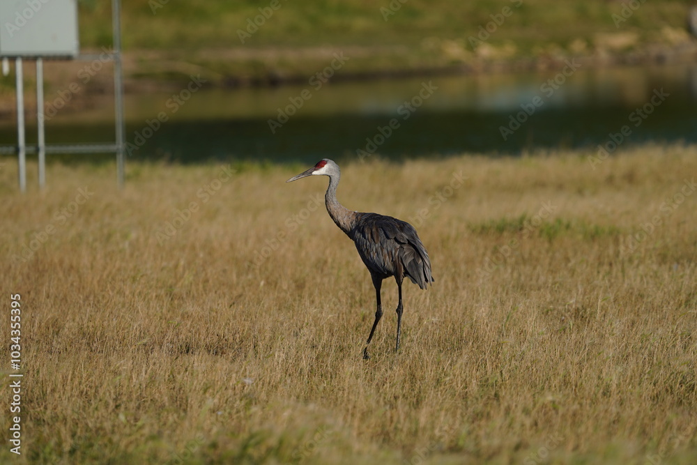 grey crowned crane in the grass grey crowned crane in the grass