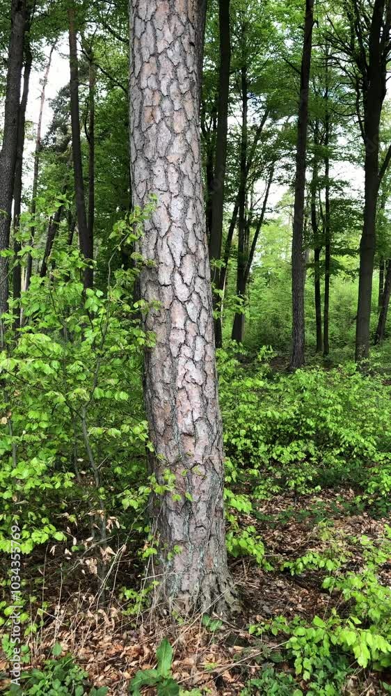 Trees with green lush foliage and leaves in a forest, tree trunks and branches, natural wilderness, vertical video
Trees with green lush foliage and leaves in a forest, tree trunks and branches, natural wilderness, vertical video