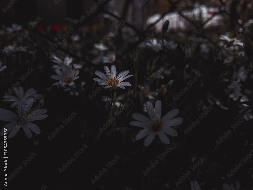 flowers in the night flowers in the night