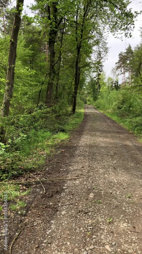 Footpath or hiking trail in the woods, forest landscape vertical video Footpath or hiking trail in the woods, forest landscape vertical video