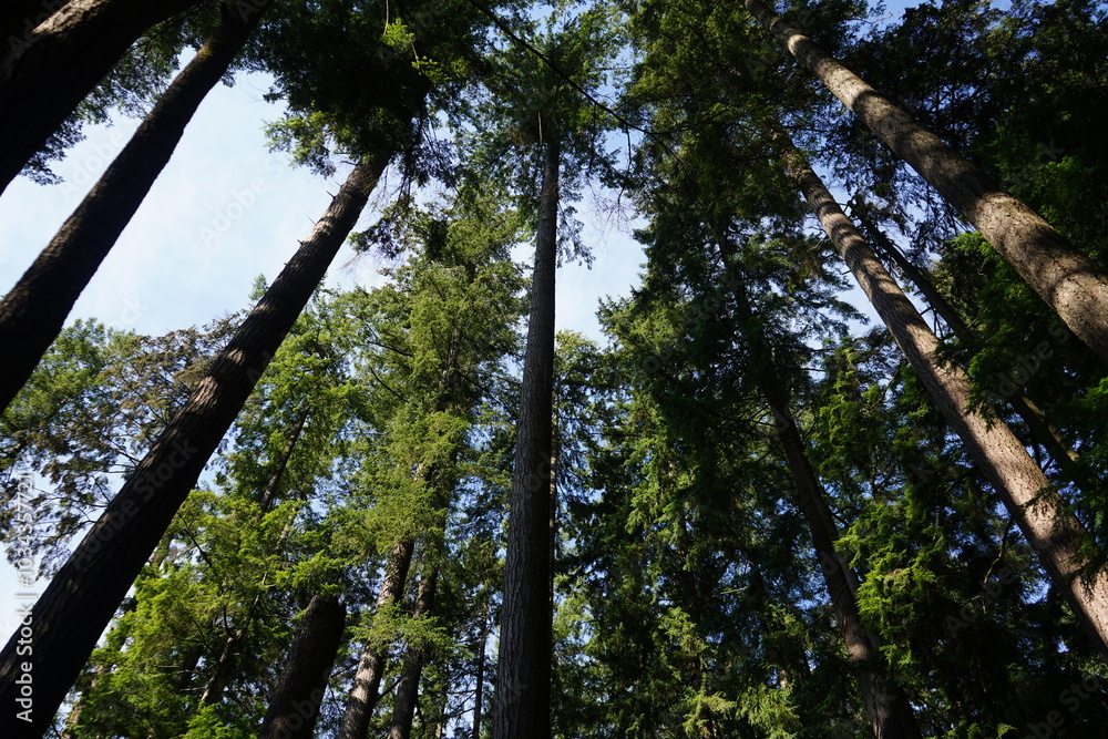 Fototapeta premium trees in the forest
