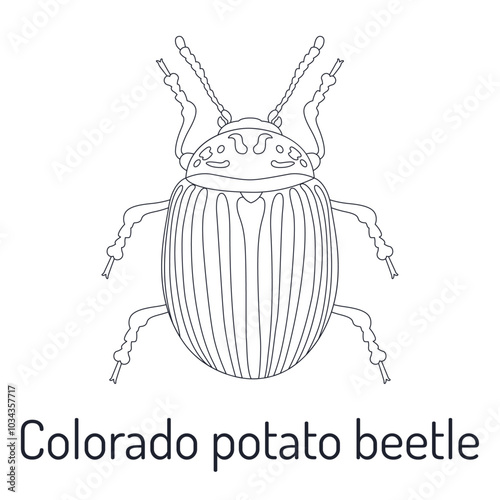 Colorado potato beetle. Insects. Fauna coloring page. Graphic sketch with title. Vector illustration.