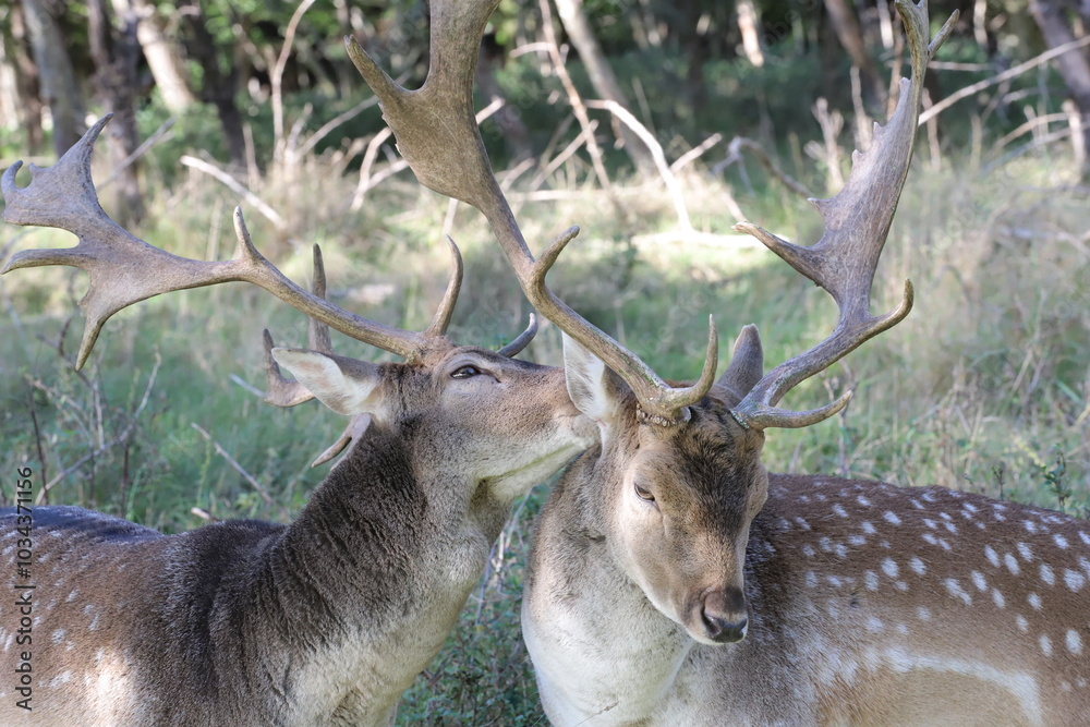 Fototapeta premium a fallow deer with antlers cares for another fallow deer in a meadow with trees in the background