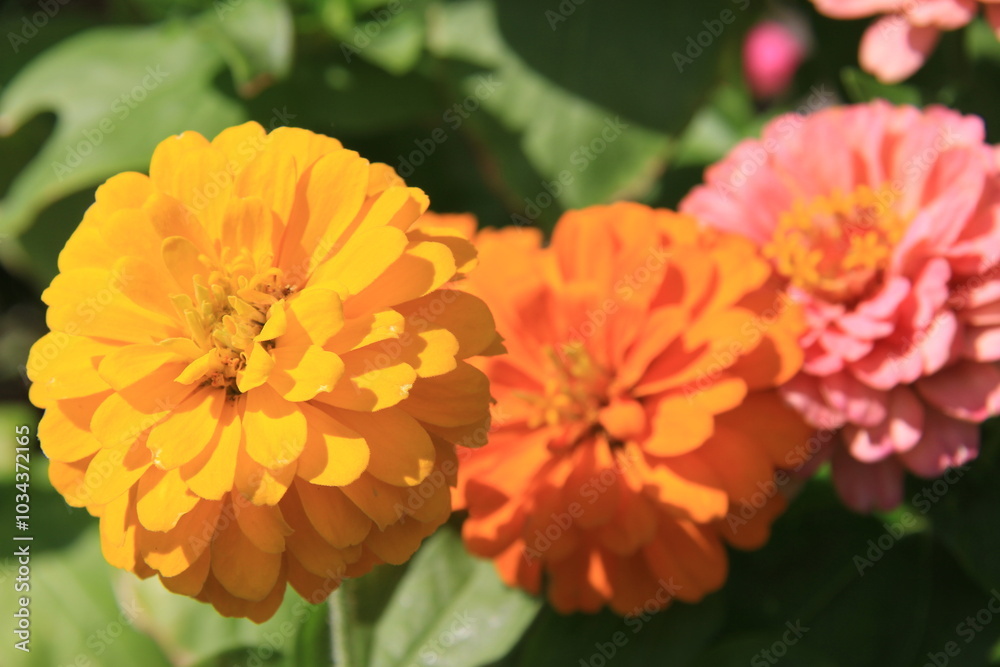 orange dahlia flower in garden orange dahlia flower in garden