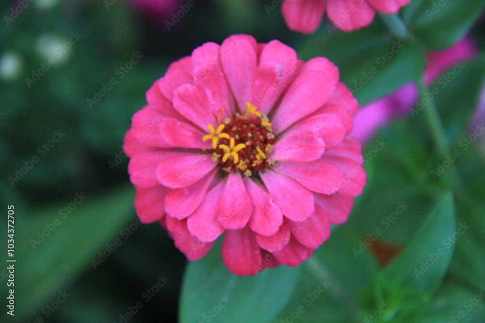 Obraz premium Pink flower