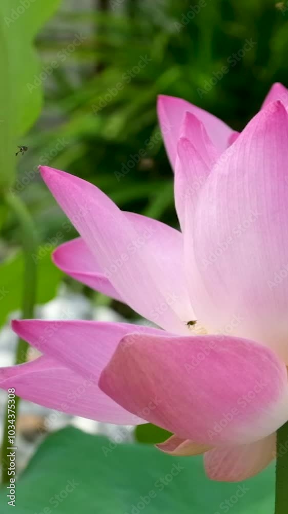 pink lotus flower sways in the wind. Against the background of their green leaves. Lotus field on the lake in natural environment. pink lotus flower sways in the wind. Against the background of their green leaves. Lotus field on the lake in natural environment.