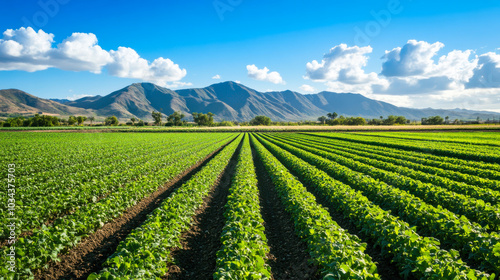 Lush green fields of crops stretch across the valley under a bright blue sky in mid-afternoon sunlight