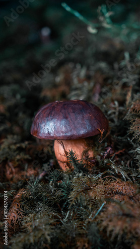 Pilz im Wald