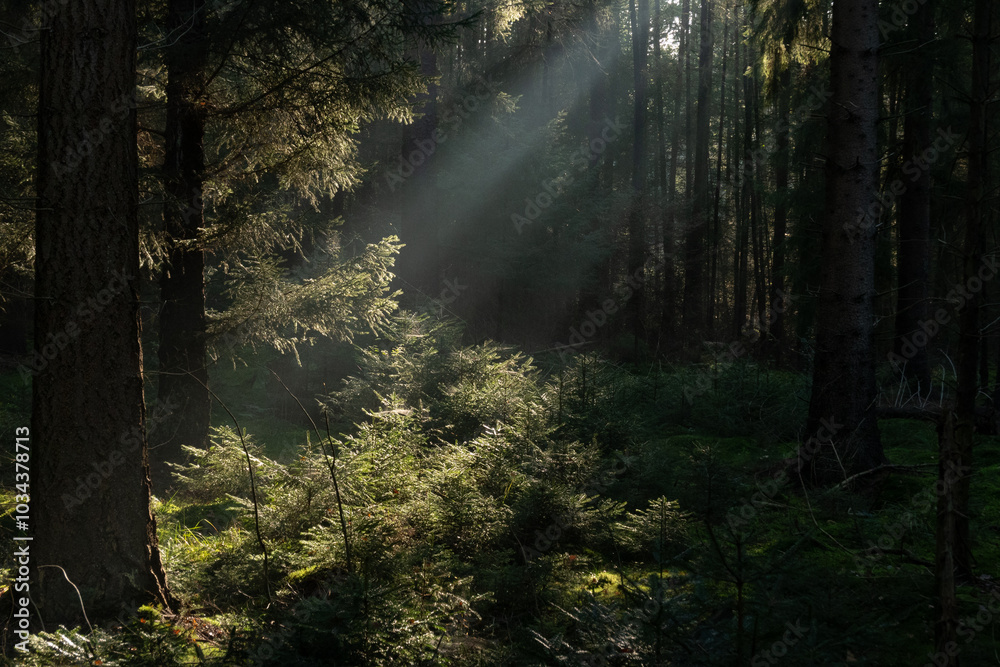 Obraz premium Sunrays at sunrise in a hazy pine forest lighten up branches and spots on the moss that cover the soil