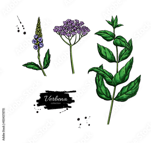 Verbena drawing. Vector hand drawn plant.