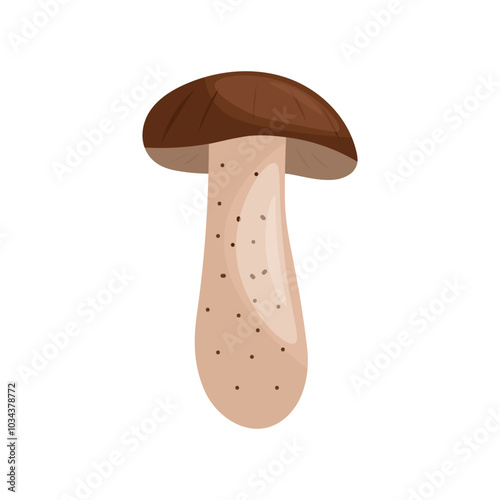 Boletus vulgaris. Vector illustration of mushrooms.
