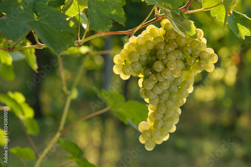 Wallpaper Mural Lush green grapes on a vine in an autumn vineyard, perfect for promoting natural, fresh food, organic farming, and wine tasting. Torontodigital.ca