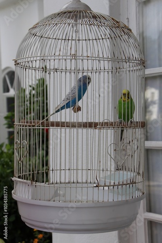 birds in a cage in jamaica photo