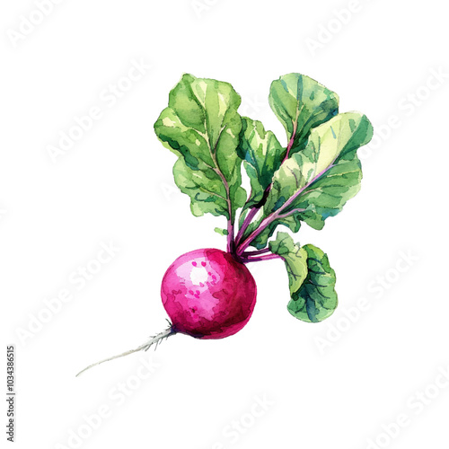 radish vector illustration in watercolor style