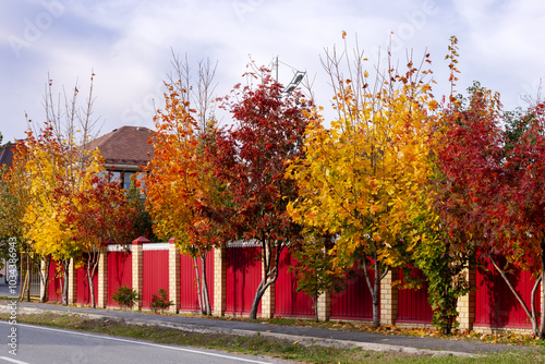 Yellow and redwood trees along fence outside in autumn in sunshine photo