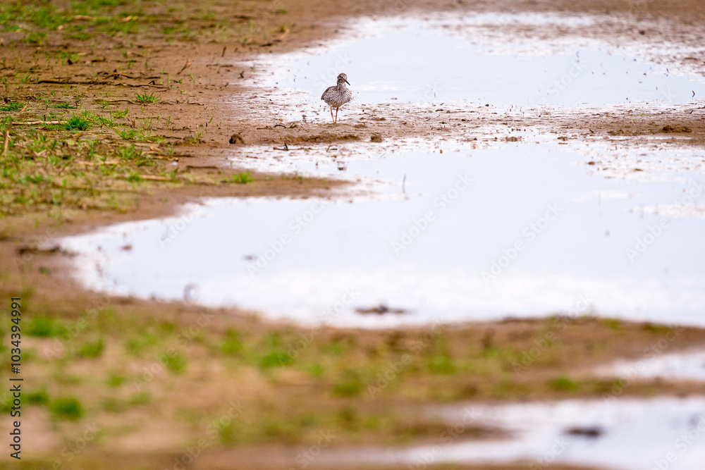 Common redshank (Tringa totanus) foraging in the water Common redshank (Tringa totanus) foraging in the water