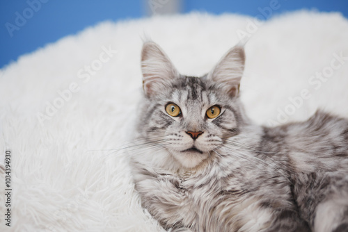 Kitten Maine Coon, looking at the camera, sitting , isolated on white