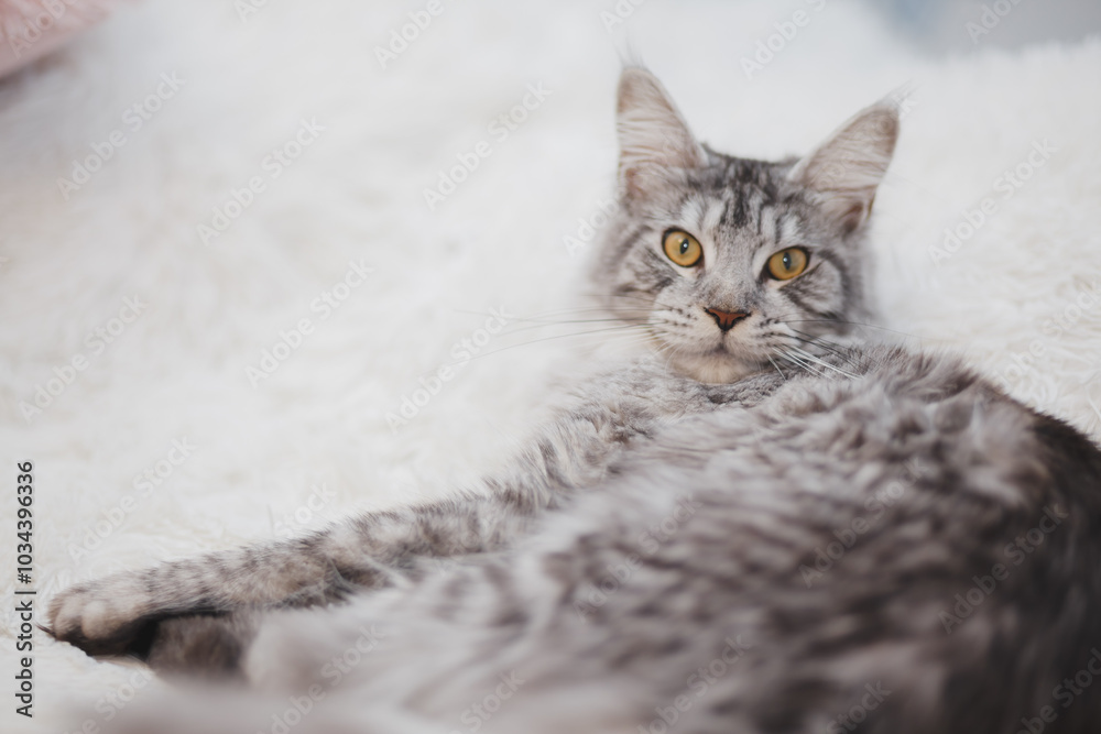 Kitten Maine Coon, looking at the camera, sitting , isolated on white Kitten Maine Coon, looking at the camera, sitting , isolated on white