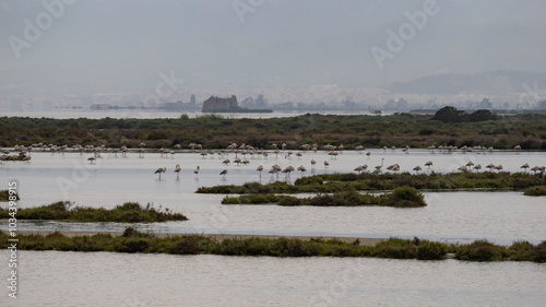 Laguna con flamencos