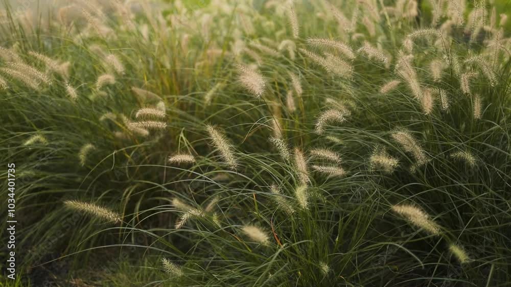 Close-up of Pennisetum villosum, ornamental grass. A field of tall grass with a few flowers in the foreground. High quality FullHD footage Close-up of Pennisetum villosum, ornamental grass. A field of tall grass with a few flowers in the foreground. High quality FullHD footage