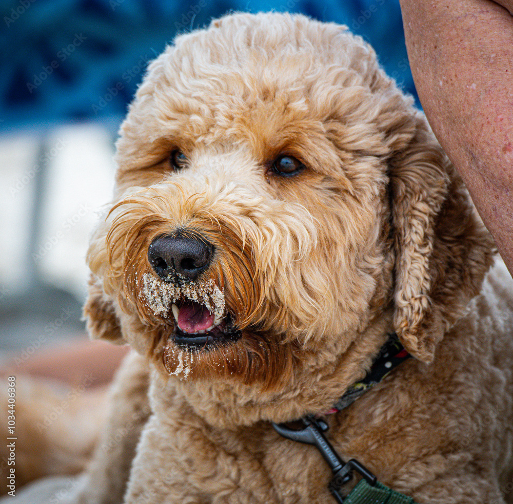 Goldendoodle with sand on the face Goldendoodle with sand on the face