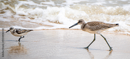 bird on the beach