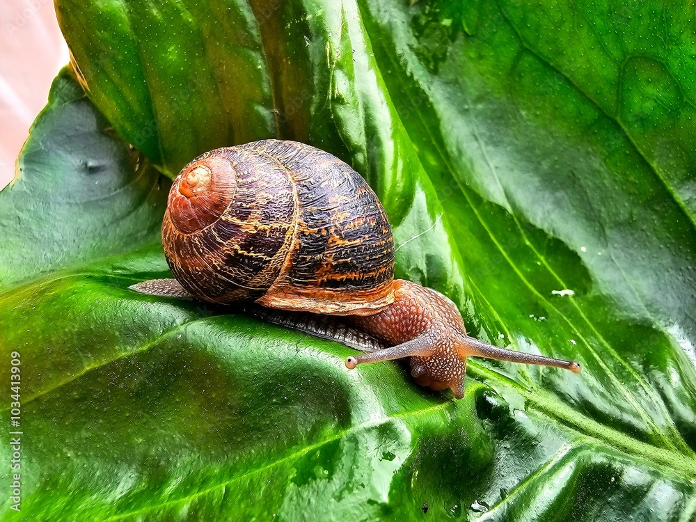 common brown garden snail on a green leaf in the garden common brown garden snail on a green leaf in the garden