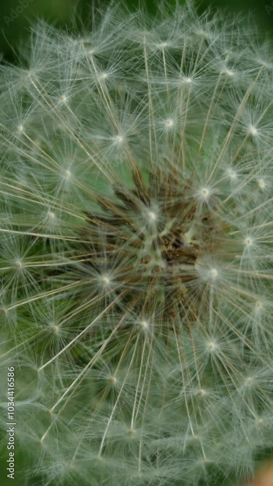 A detailed macro shot of a dandelion seed head, showcasing the fragile white threads and seed structures against a blurred green backdrop.