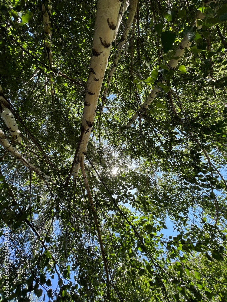 Fototapeta premium trees in the forest