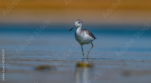 The greenshank (Tringa nebularia) is a wetland bird that lives in Africa, Europe and Asia. It usually feeds on fresh water.
