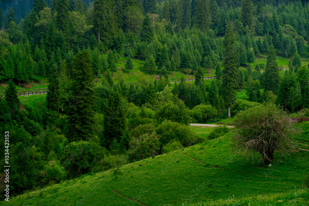 Fototapeta premium Nalati Grassland, one of the most beautiful grasslands in China for its alpine and valley scenery, Xinyuan County, Ili Kazak autonomous prefecture, Xinjiang Uygur autonomous region, China