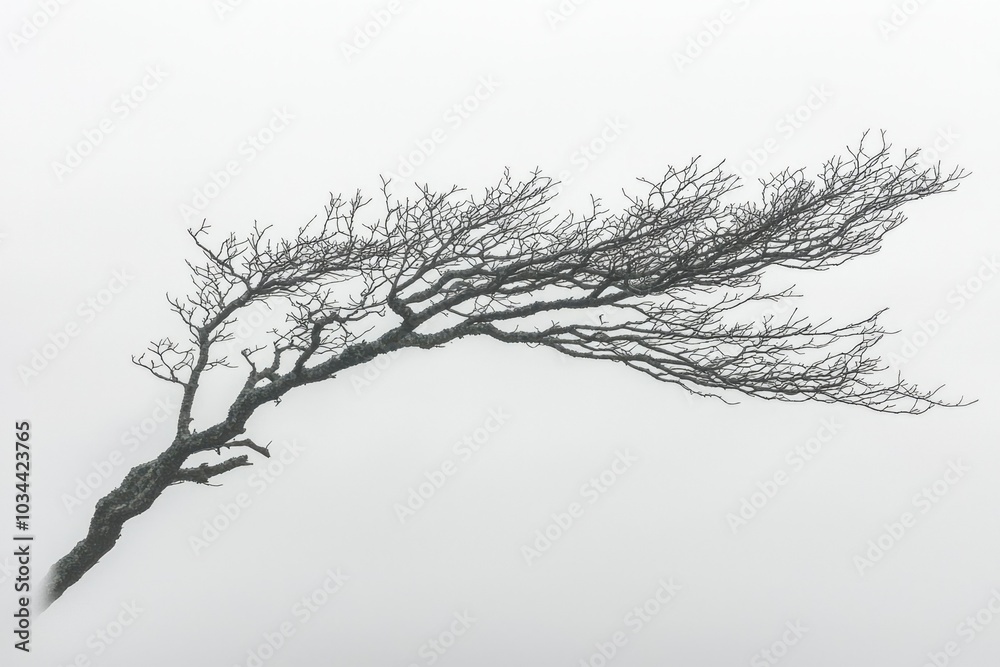 Fototapeta premium A Single Bare Branch Reaching Out in Misty Air