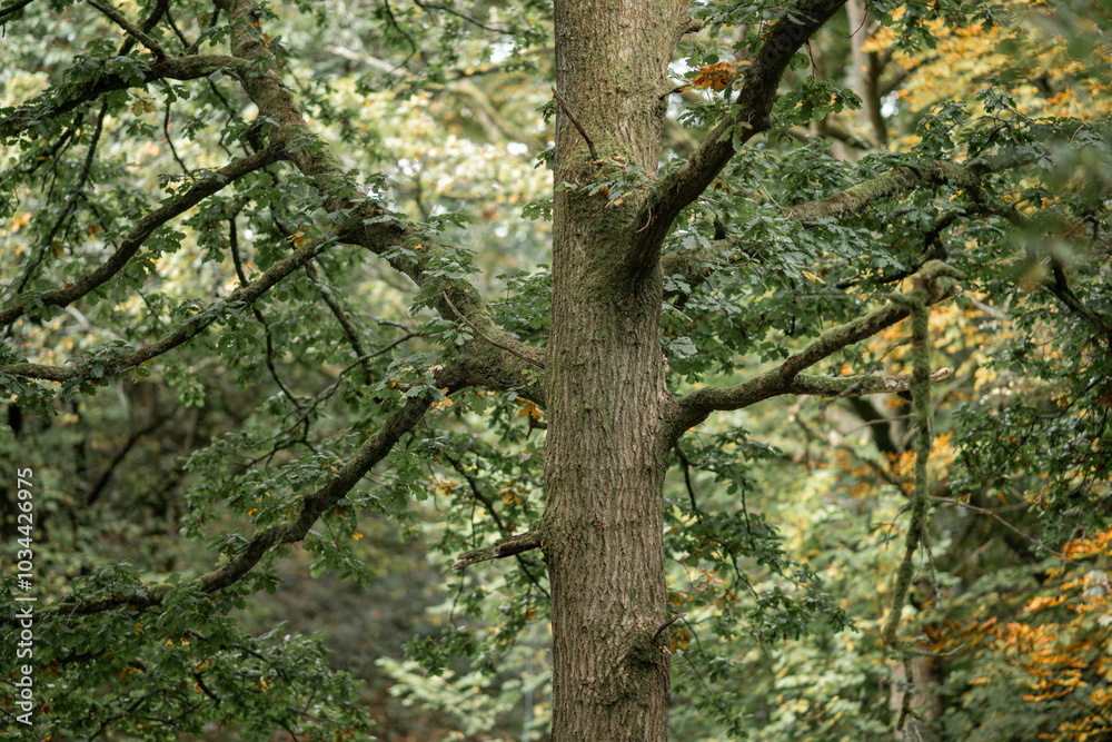 Borsdane Woods, Wigan, Greater Manchester Borsdane Woods, Wigan, Greater Manchester
