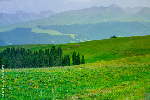 Karajun Grassland, an attractive tourist attraction integrating grasslands, forests, canyons, snow-capped peaks, and lakes, Tekes County, Ili Kazakh Autonomous Prefecture, Xinjiang, China photo