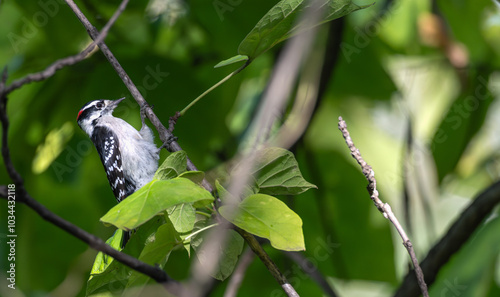 Closeup of a downy woodpecker perched on a tree trunk.