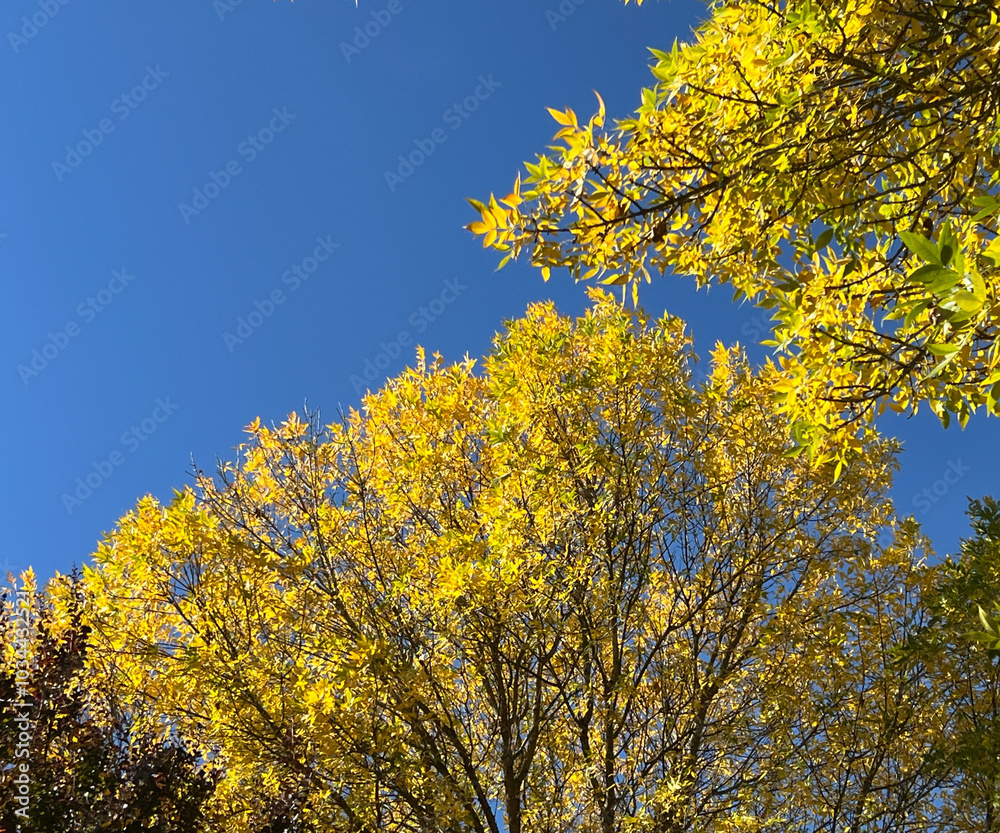 fall tree with yellow leaves and blue sky fall tree with yellow leaves and blue sky
