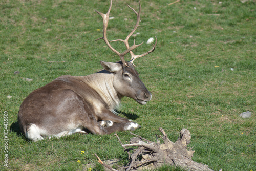 Caribou (Rangifer tarandus) chewing its cud