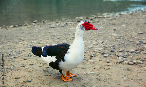 One white black mute duck with a red beak walks by Kournas lake. Wild bird. Nature, animal photo