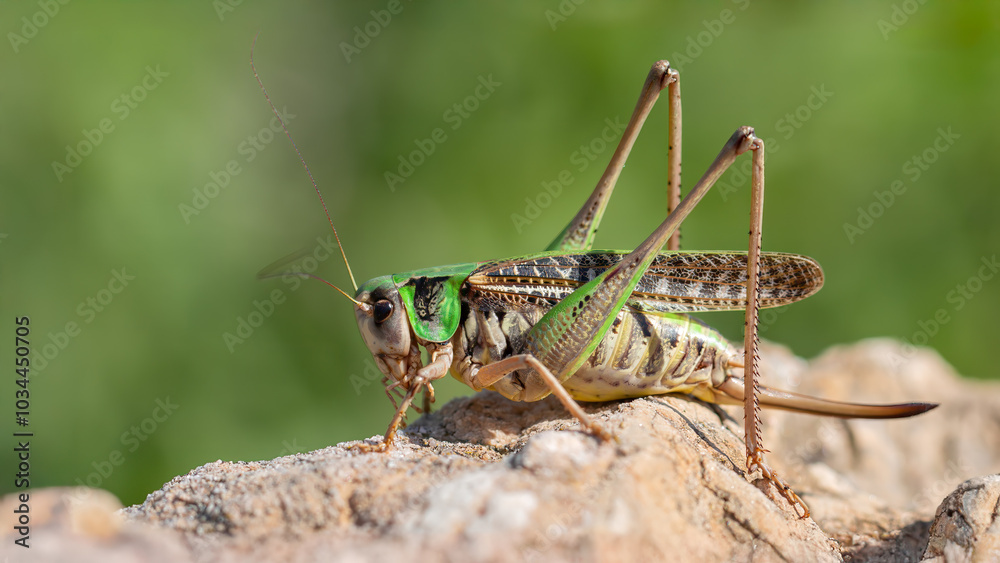 Bush cricket female - Decticus verrucivorus Bush cricket female - Decticus verrucivorus