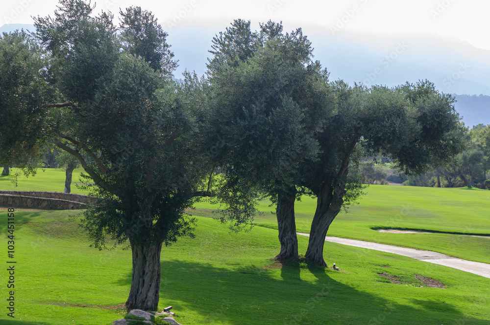 Fototapeta premium Majestic olive trees standing gracefully on a verdant golf course under a bright sky in the early morning light