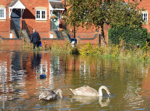 Floods at St Neots Cambridgeshire with swans swimming in road. photo